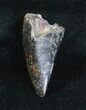 Inch Albertosaurus Tooth - Two Medicine Formation #3859-1
